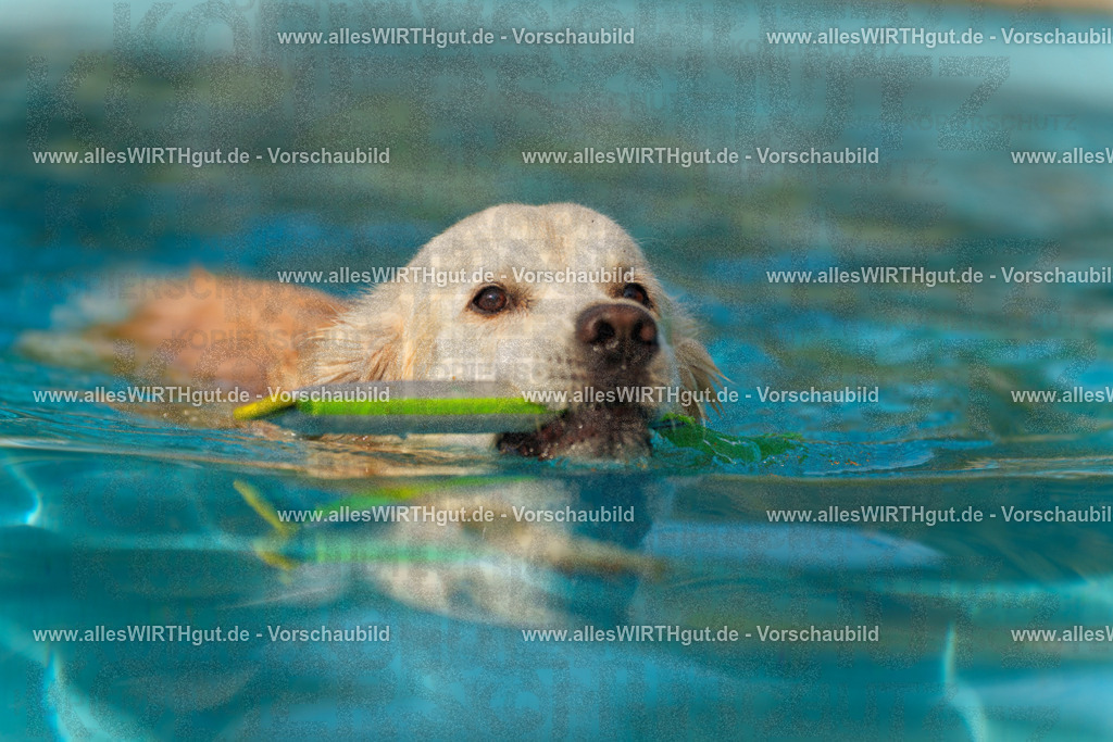 Hundeschwimmen_Grefrath_2026-allesWIRTHgut_Tierfotografie-09_38-7R502447 | Professionelle Tierfotografie in Mönchengladbach von Daniel Wirth (allesWIRTHgut). Liebevolle & natürliche Bilder von Hunden & Katzen für unvergessliche Erinnerungen.