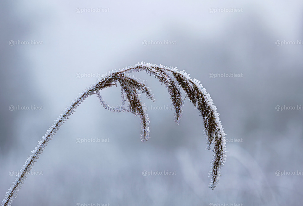 Verbo(r)gen unter Eis | Winterliche Gräser. - Realisiert mit Pictrs.com