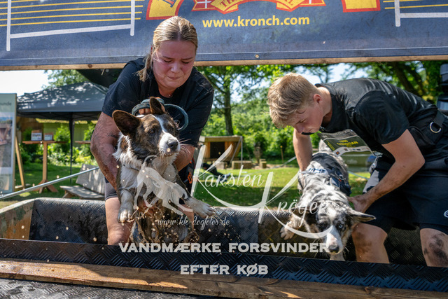 1237_ZZ91419 | kk-dogfotos