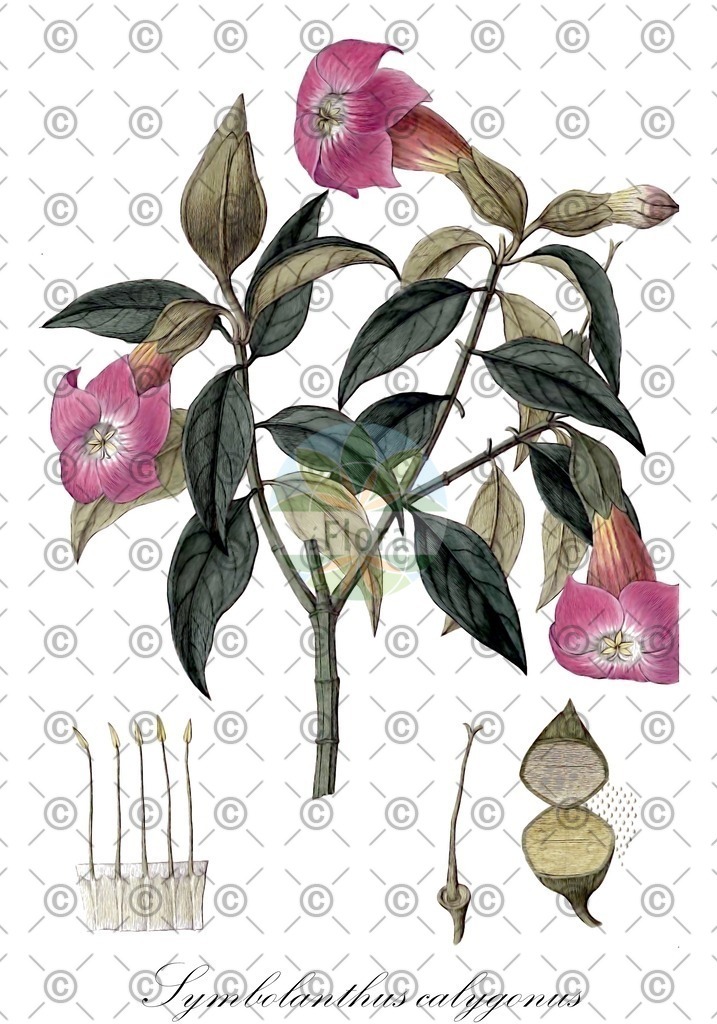 HistAbb_wfo-0001295004_1_ENZY_Simple | Historische Abbildung von Symbolanthus calygonus - Gentianaceae | Historical Illustration of Symbolanthus calygonus - Gentianaceae