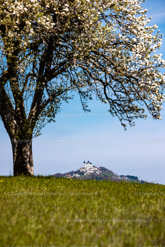 Birnbaumblute Mostviertel 28042021-3315 | Fotos und Fotoprodukte - Realisiert mit Pictrs.com