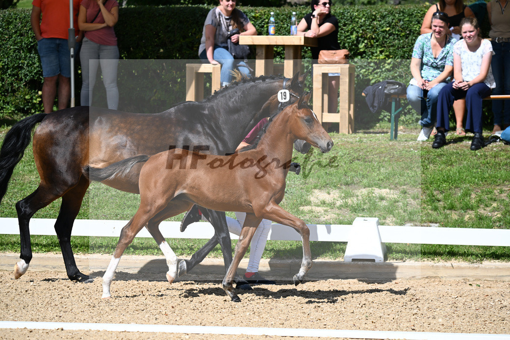 Kat-Nr. 19 HF DSP Va Bene x Rubin Royal_Haegler_27230261 | hf-fotografie - Realisiert mit Pictrs.com