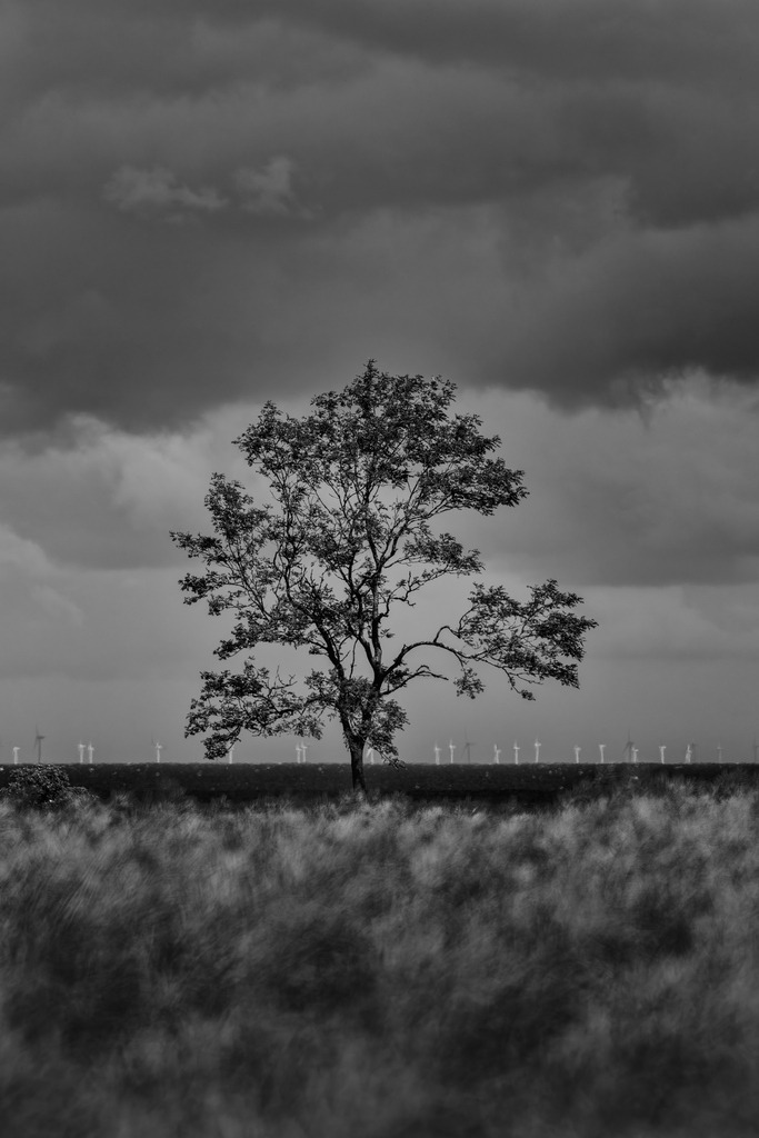 2025_07_09_FEHMARN-LEUCHTTURM+SCHMETTERLINGE_MCP8874 sw | Hochwertig gedruckte Fotografien für die Wand, als Kalender und zum Verschenken. Hamburg & Norddeutschland und überall wo ich mit der Kamera unterwegs war.