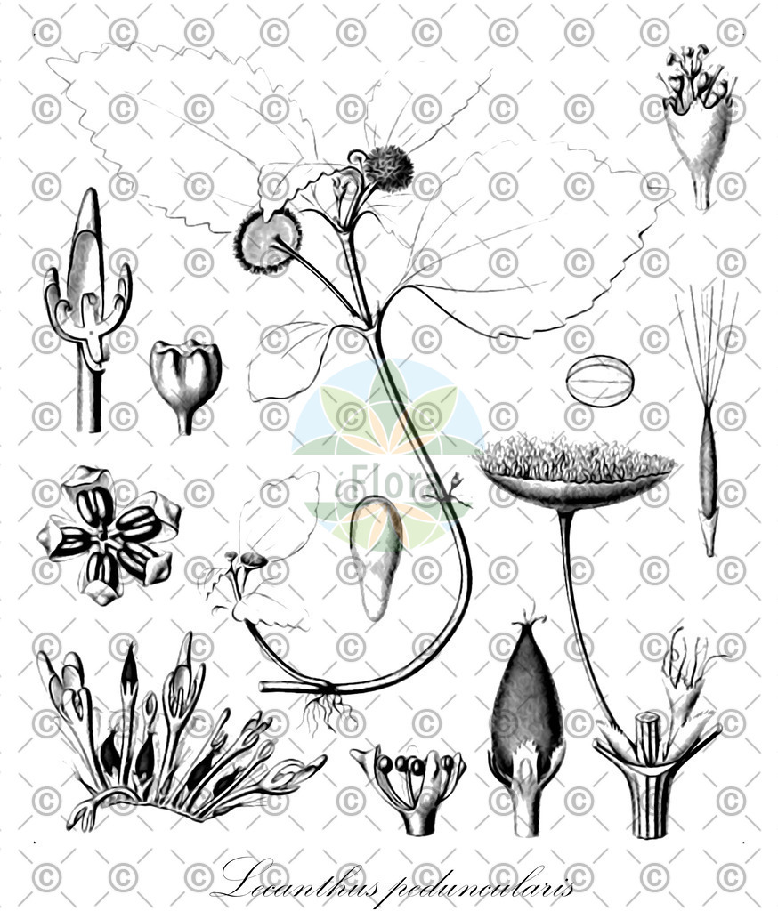 HistAbb_wfo-0000224338_1_ENZY_Simple | Historische Abbildung von Lecanthus peduncularis - Urticaceae | Historical Illustration of Lecanthus peduncularis - Urticaceae
