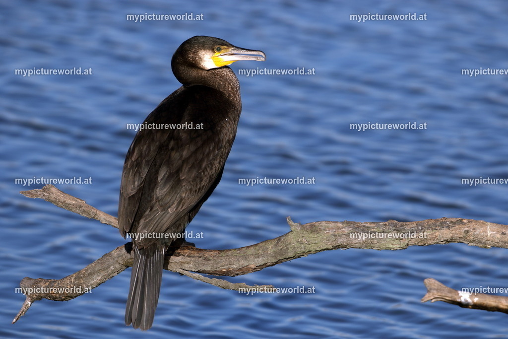 Kormoran-116 | Das Bilderarchiv über Tiere, Planzen und Landschaften. In der Bilddatenbank finden Sie ein große Auswahl an hochwertigen Bilder für Ihre Werbung - Realisiert mit Pictrs.com