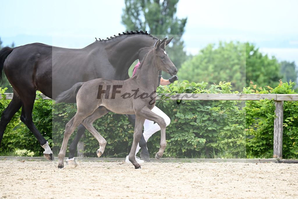 Kat-Nr. 17 Escanto PS x Danciano_HF_Huebner_14250473 | hf-fotografie - Realisiert mit Pictrs.com