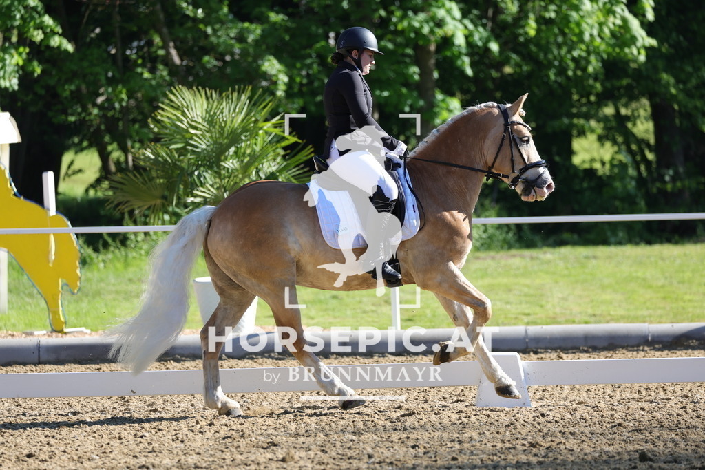 0P6A9361 | Willkommen bei Brunnmayr - Design & Fotografie – Ihrem Spezialisten für Reitturniere und Pferdeveranstaltungen in Oberösterreich, Salzburg und Bayern! Seit über 17 Jahren sind wir leidenschaftlich dabei.