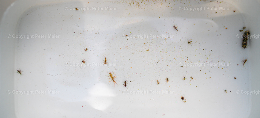 Wasserschule_Haus_des_Wassers_Erlebnisraum_Wald_23_Peter_Maier-246 | piet_flosse