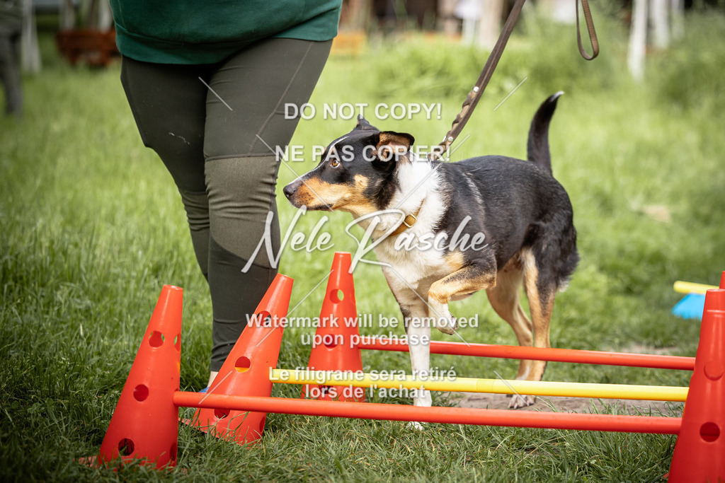 nelerasche_So-earlydog_26 | nelerasche