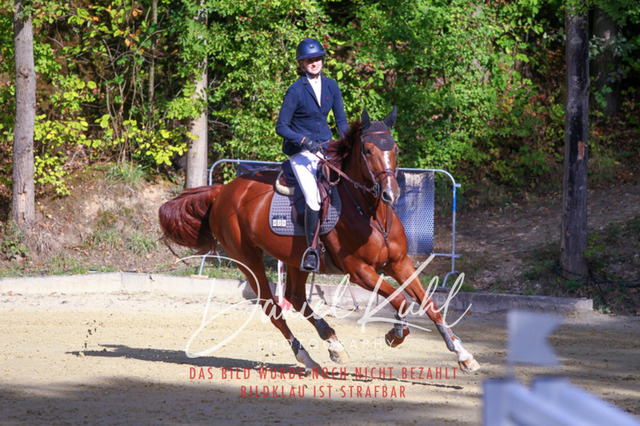 DKP42471 | Deine Turnierfotos vom Reitturnier online kaufen: Dressur, Springen & Siegerehrung. Professionelle Pferdefotografie aus dem Rheinland – als Download & Print.Alternative: Turnierfotograf für den Pferdesport: Finde deine Fotos von Dressur- und Springturnier