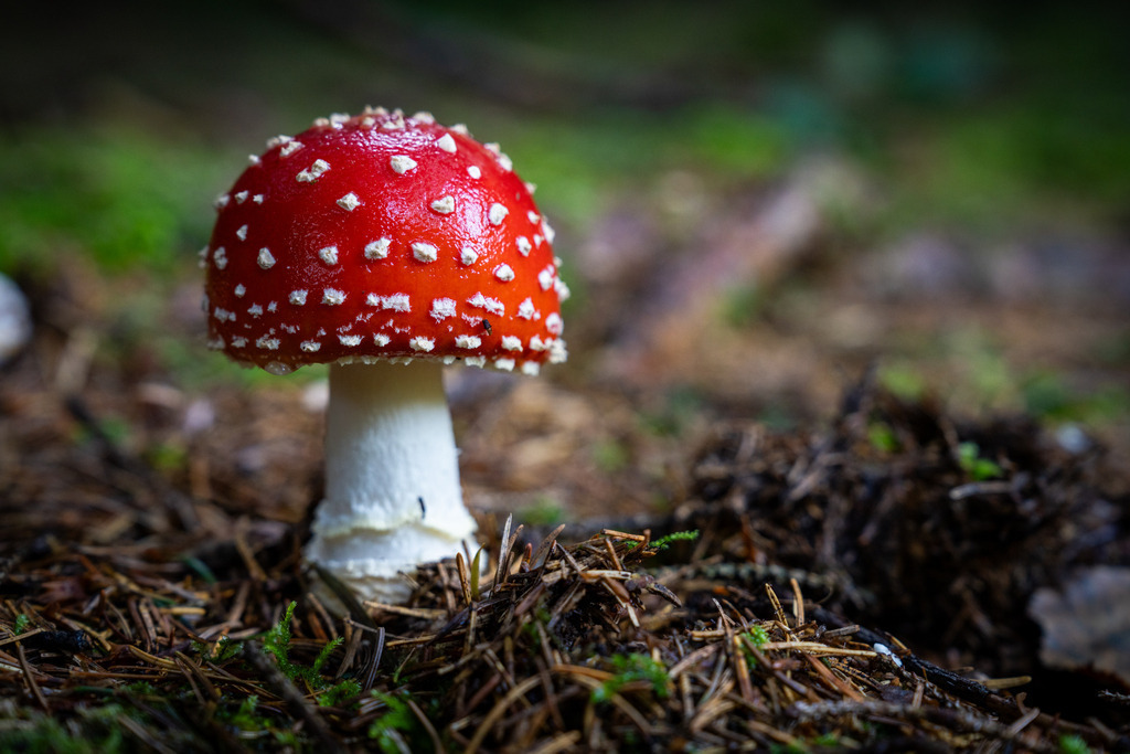 2024_10_13 A7V05381 | bridgeman - Realisiert mit Pictrs.com