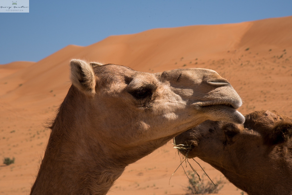 OmanNik-363 | Fotoblog Schwarzwald, Foto Blog Wiesental, Pfaffenberg, Winterzauber, Zeller Bergland, Zell im Wiesental, Fotoblog Wiesental, Landschaftsfotos, Bilder Wiesental, Natur, Naturbilder, Fastnacht, Zeller Fastnacht, Zeller Fasnacht, Zeller Bergland, Belchen, - Realisiert mit Pictrs.com
