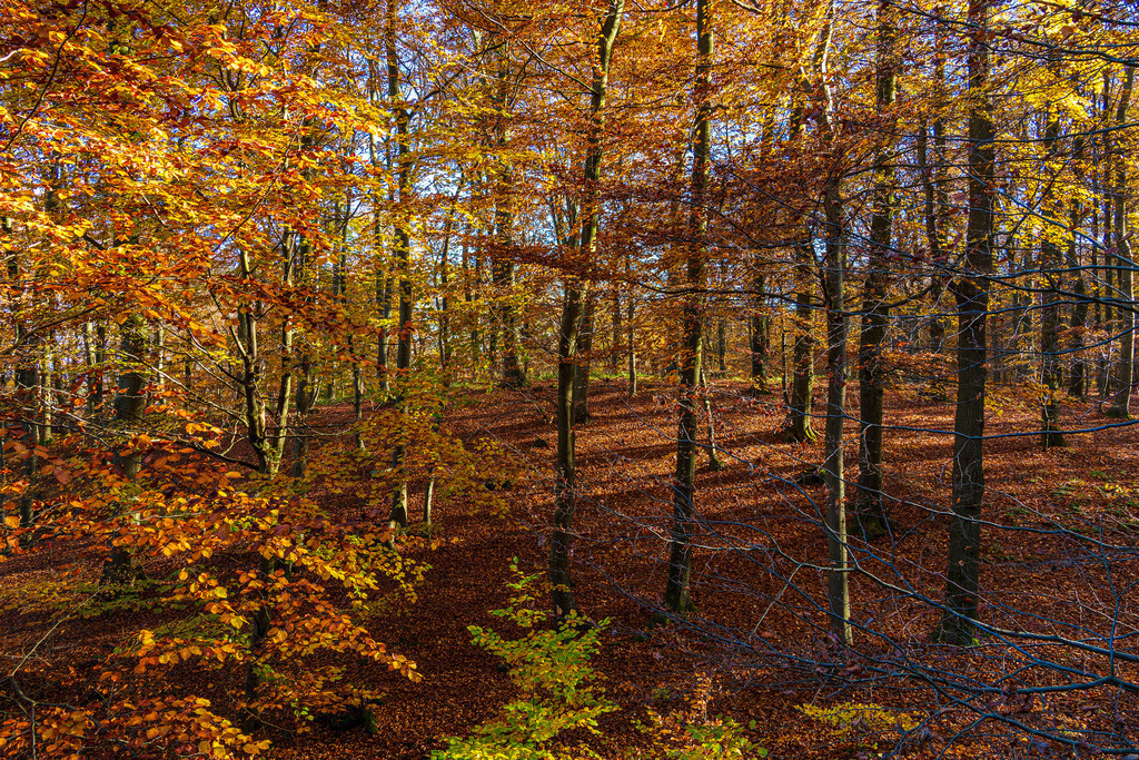 Bäume im Herbst im Nationalpark Jasmund auf der Insel Rügen | Bäume im Herbst im Nationalpark Jasmund auf der Insel Rügen.