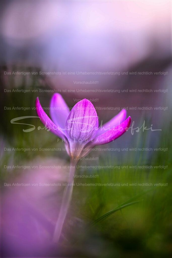 Wandbild Morgenstimmung mit Krokus | People- und Tierfotografie, Imageaufnahmen, Veranstaltungsfotografie und Wandbilder aus der Natur ★ Made in Germany ✔️ Druck + Downloads ✔️ Naturfotografie in Top Qualität ★ schneller Versand, weltweite Lieferung! - Realisiert mit Pictrs.com