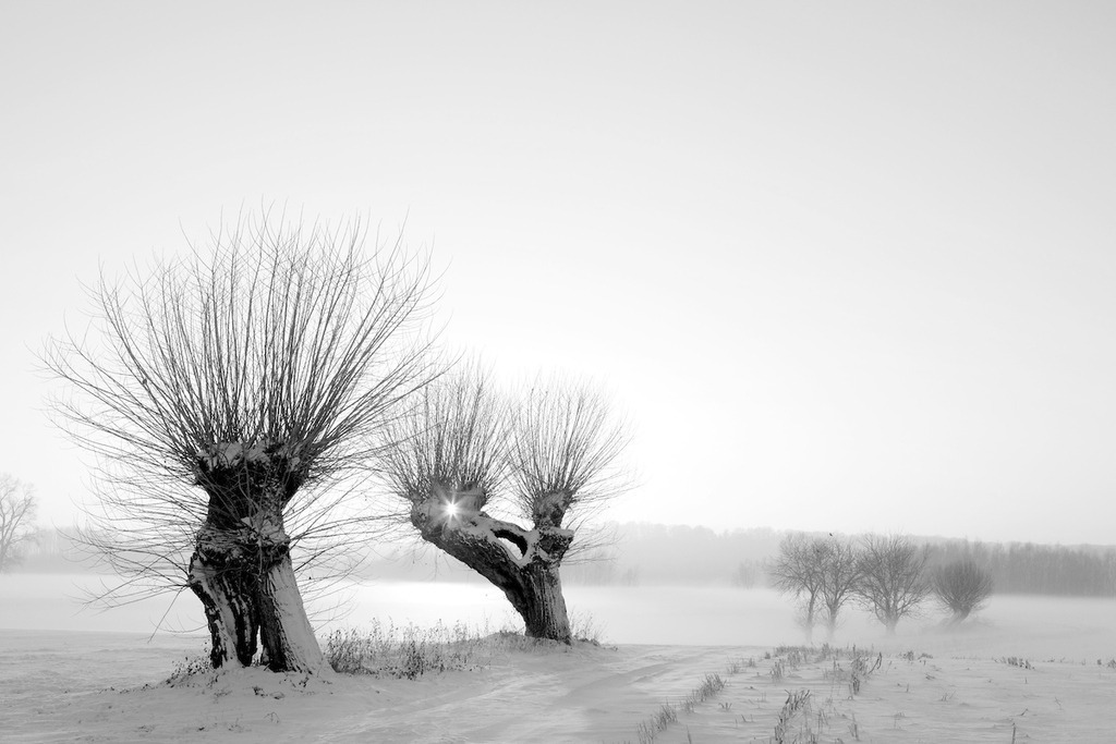 101220-141 | Europa, DEU, Deutschland, Nordrhein Westfalen, NRW, Rheinland, Niederrhein, Xanten, Naturschutzgebiet Xantener Altrhein, Bislicher Insel, Typische Kopfweiden, Winter, Schnee, Sonnenuntergang, Abendstimmung, Kategorien und Themen, Natur, Umwelt, Landschaft, Jahreszeiten, Stimmungen, Landschaftsfotografie, Landschaften, Landschaftsphoto, Landschaftsphotographie, Naturschutz, Naturschutzgebiete, Landschaftsschutz, Biotop, Biotope, Landschaftsschutzgebiete, Landschaftsschutzgebiet, Oekologie, Oekologisch, Typisch, Landschaftstypisch, Landschaftspflege

[Fuer die Nutzung gelten die jeweils gueltigen Allgemeinen Liefer-und Geschaeftsbedingungen. Nutzung nur gegen Verwendungsmeldung und Nachweis. Download der AGB unter http://www.image-box.com oder werden auf Anfrage zugesendet. Freigabe ist vorher erforderlich. Jede Nutzung des Fotos ist honorarpflichtig gemaess derzeit gueltiger MFM Liste - Kontakt, Uwe Schmid-Fotografie, Duisburg, Tel. (+49).2065.677997, 
archiv@image-box.com, www.image-box.com] - Realisiert mit Pictrs.com