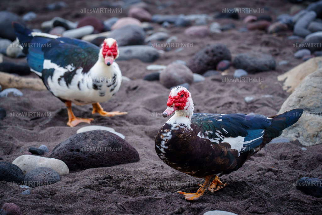 allesWIRTHgut Tierfotografie - allesWIRTHgut.de - 7IV09533 | Entdecke die faszinierende Welt der Natur- und Wildlife-Fotografie von Daniel und Bärbel. Inspirierende Bilder von wilden Tieren und kleinen Naturwundern.