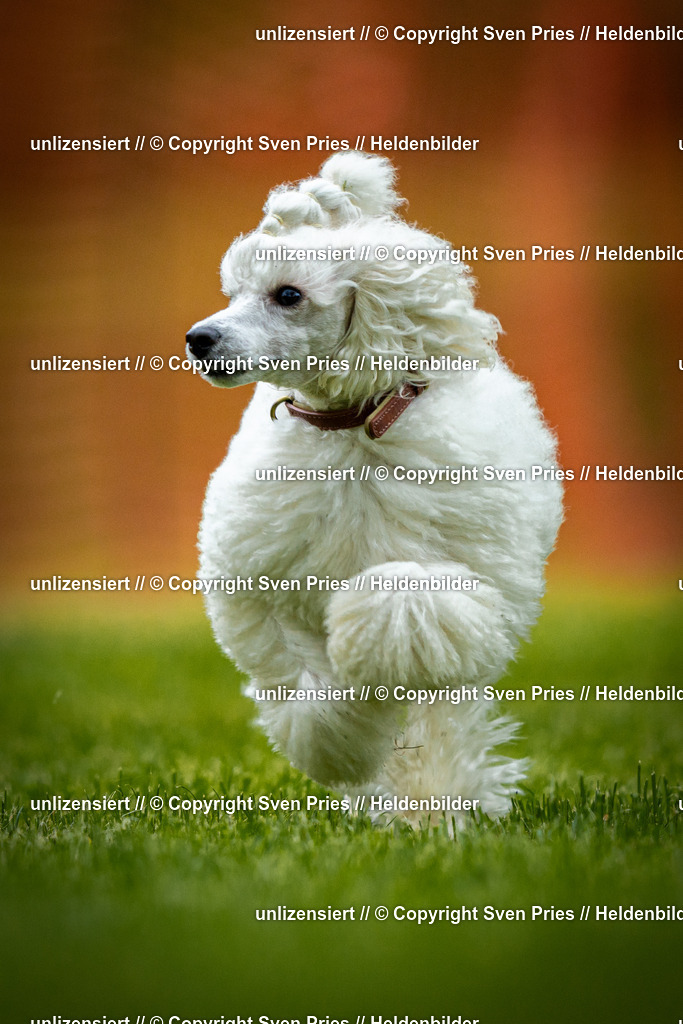 Sven Pries | 2025-09-21 - Hunderennen Baden-Oos - Realisiert mit Pictrs.com