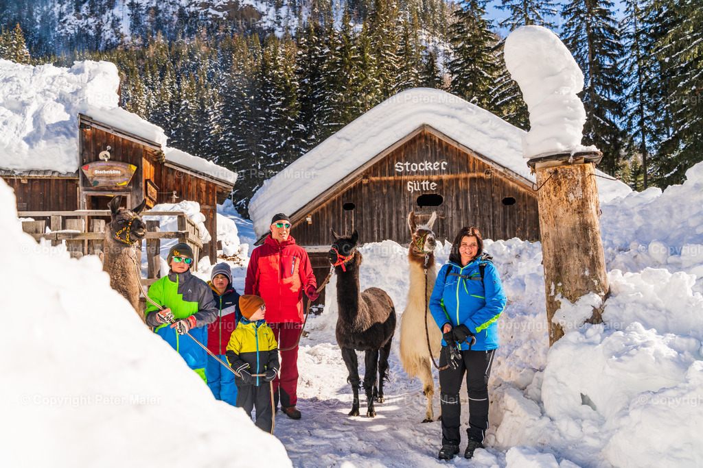 Lama_Wanderung_Winter_Familie_Stocker-88 | piet_flosse