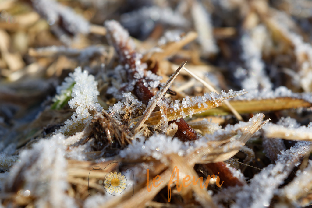 Gefrorenes Holz | Dies ist der Shop von Florian Blum - le fleuri. Langenthal, Bern, SchweizSie können hier meine oder ihre eigenen Fotos als Fotoprodukte kaufen. Tassen, Schlüsselanhänger, Taschen etc. können Sie hier gestalten.  - Realisiert mit Pictrs.com