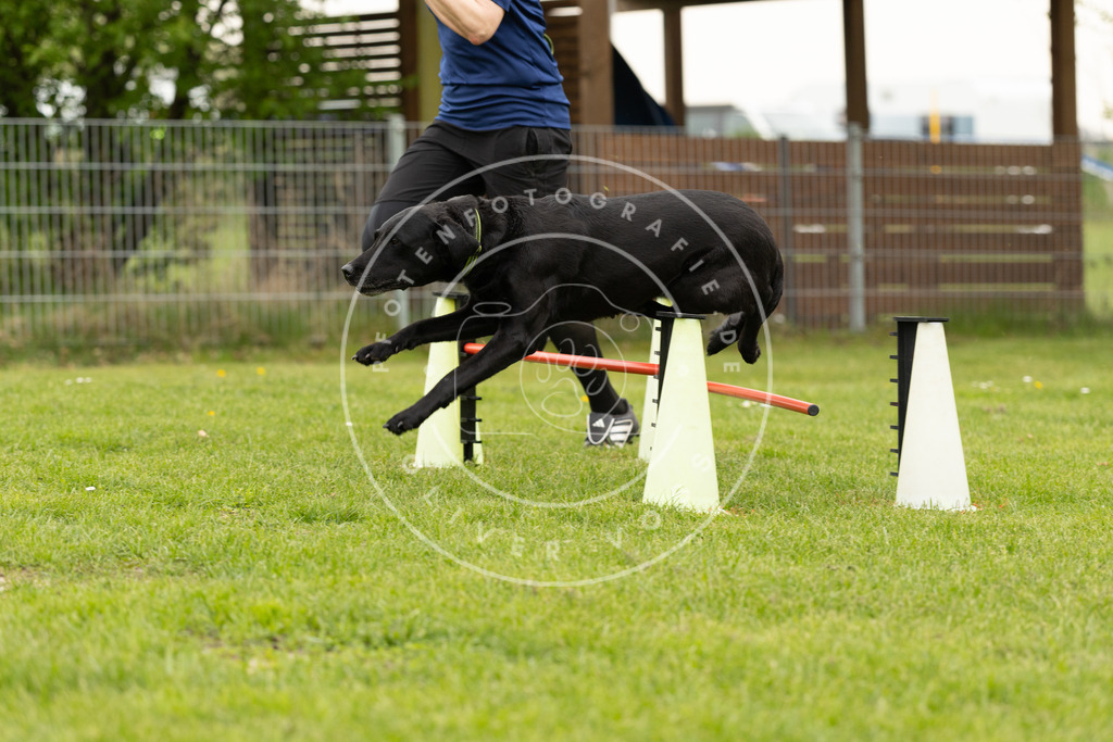 Pfotenfotografie_DV3A9239 | Hundefotografie, Tierfotograf, Pfotenfotografie, Fotoshooting Hund, Hunde Portrait, Hundesport, Hundeportraits, Heideshooting, Hunde, Sportfotograf, Hundefotograf, Turnierhundsport, THS,  - Realisiert mit Pictrs.com