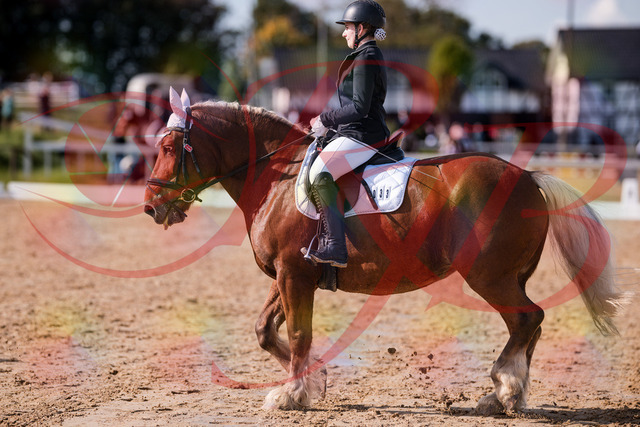 2026_10_03_Siefer-Hof_130214_Z81_55647705 | Professionelle Reitsport-, Turnier- und Eventfotografie von Robert Broda. Galerien mit ausgewählten und bearbeiteten Bildern direkt online ansehen und bestellen.