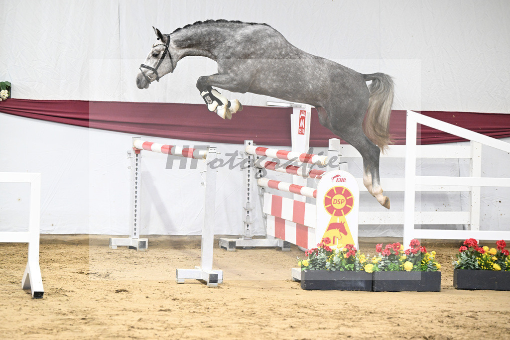 Kat-Nr. 12 I_m Special de Muze x Colman_Michaela Aeschbacher _47250194 | hf-fotografie - Realisiert mit Pictrs.com