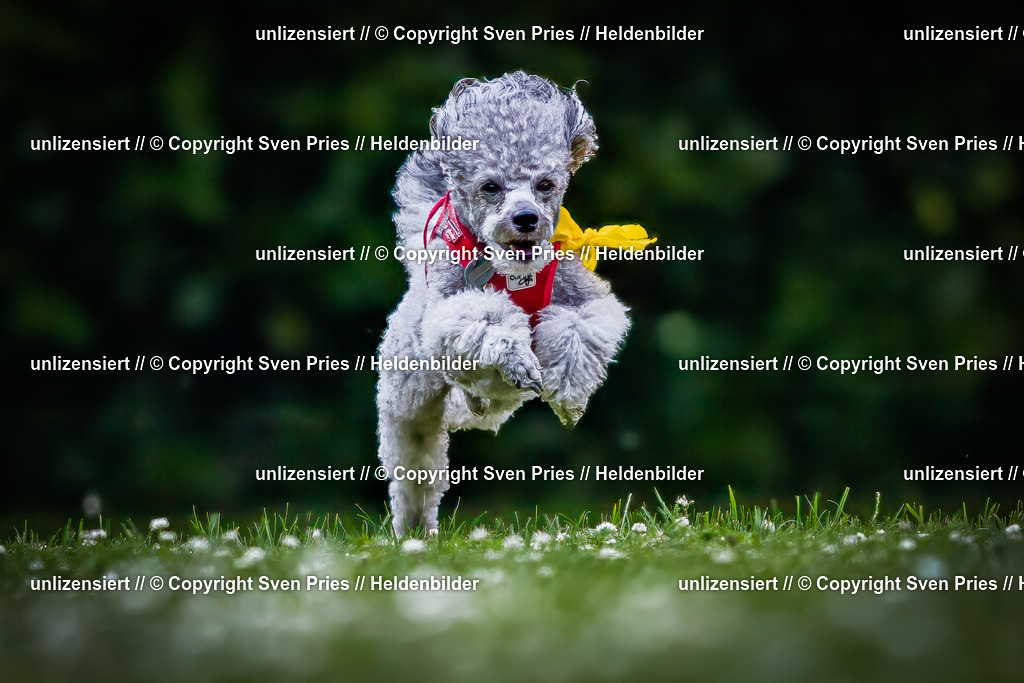 Sven Pries | 2025-05-29 - Pudelrennen KA-Durlach - Realisiert mit Pictrs.com