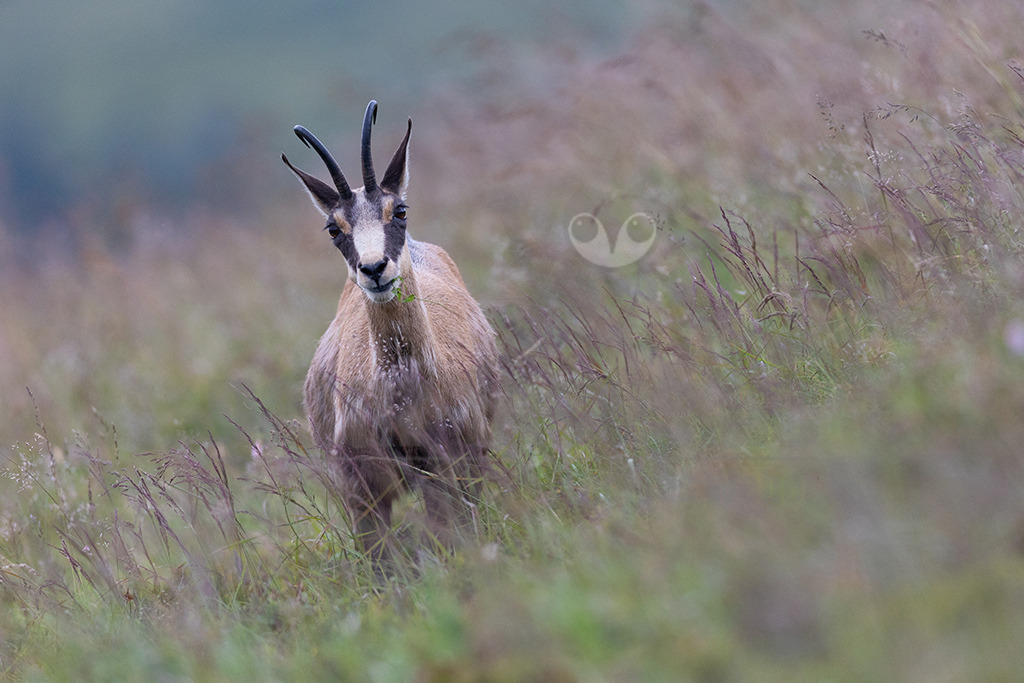 20210724185151 | Die Gemse ( Rupicapra rupicapra ) ist ein Huftier, das dank seiner aussergewöhnlichen Anpassungsfähigkeit den extremen Lebensbedingungen im Gebirge gewachsen ist. Die Gemse vereint auf eindrückliche Art Widerstandskraft, Gewandtheit und Robustheit. Während sie früher in die schwer zugänglichen Gebirgsmassive zurückgedrängt wurde, ist sie heute in Wäldern mittlerer Höhe und gar in tiefen Lagen stark verbreitet. - Realisiert mit Pictrs.com
