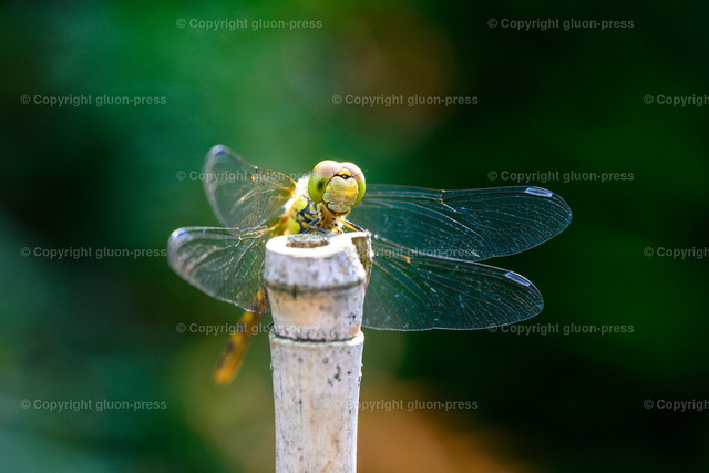 Foto-1036298-DE-Libelle-shop-max | gluon-press - Realisiert mit Pictrs.com