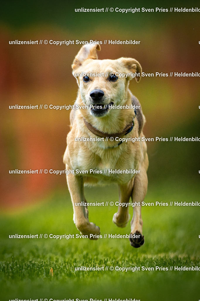 Sven Pries | 2025-09-21 - Hunderennen Baden-Oos - Realisiert mit Pictrs.com