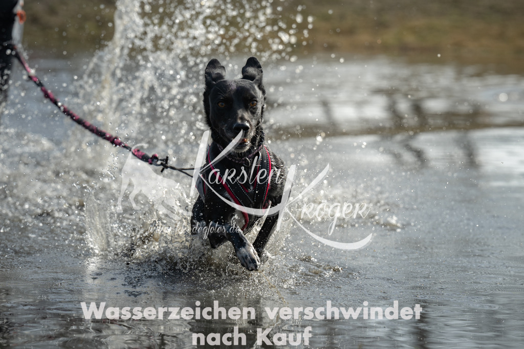 1231_ZZ90274 | kk-dogfotos
