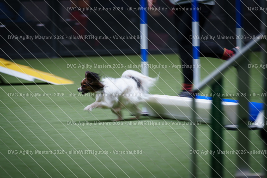 allesWIRTHgut_Tierfotografie-DVG_Agility_Masters_2026-13_29-7R503317 | Professionelle Tierfotografie in Mönchengladbach von Daniel Wirth (allesWIRTHgut). Liebevolle & natürliche Bilder von Hunden & Katzen für unvergessliche Erinnerungen.