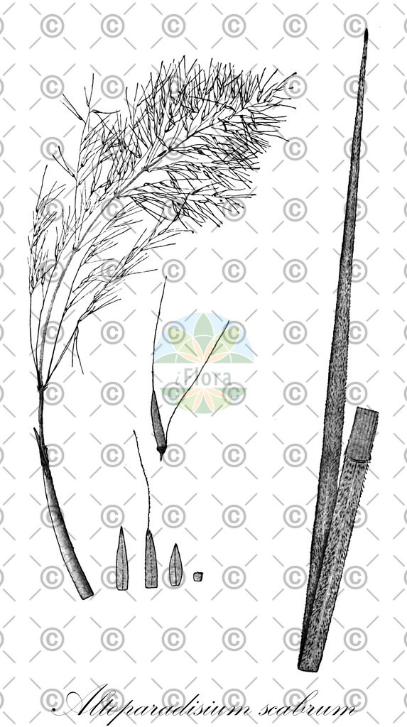 HistAbb_wfo-0000845757_1_ENZY_Simple | Historische Abbildung von Altoparadisium scabrum - Poaceae | Historical Illustration of Altoparadisium scabrum - Poaceae