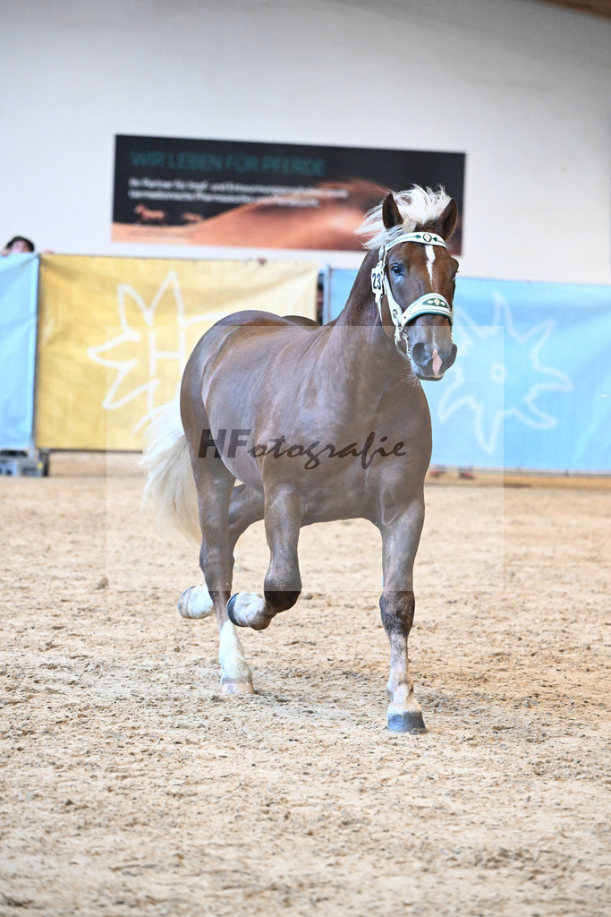 Kat-Nr. 23 Sirius v. Sir Fuerstenberg_Siglbauer_39251150 | hf-fotografie - Realizzato con Pictrs.com