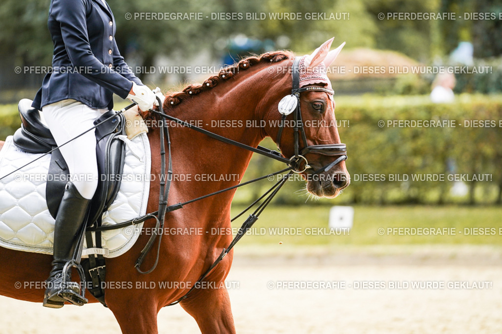 DSC09442 | Pferdegrafie