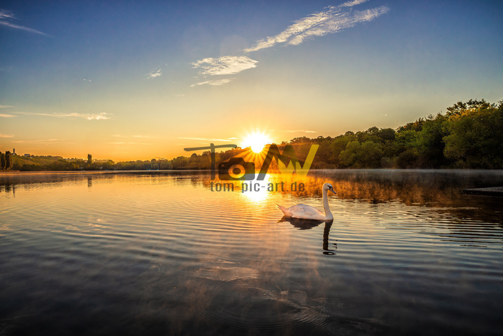 Sonnenaufgang--Max Eyth See mit Schwan | Ein wunderschöner Sonnenaufgang am Max Eyth See in Bad Cannstatt begleitet von einem sehr neugierigen Schwan.  - Realisiert mit Pictrs.com