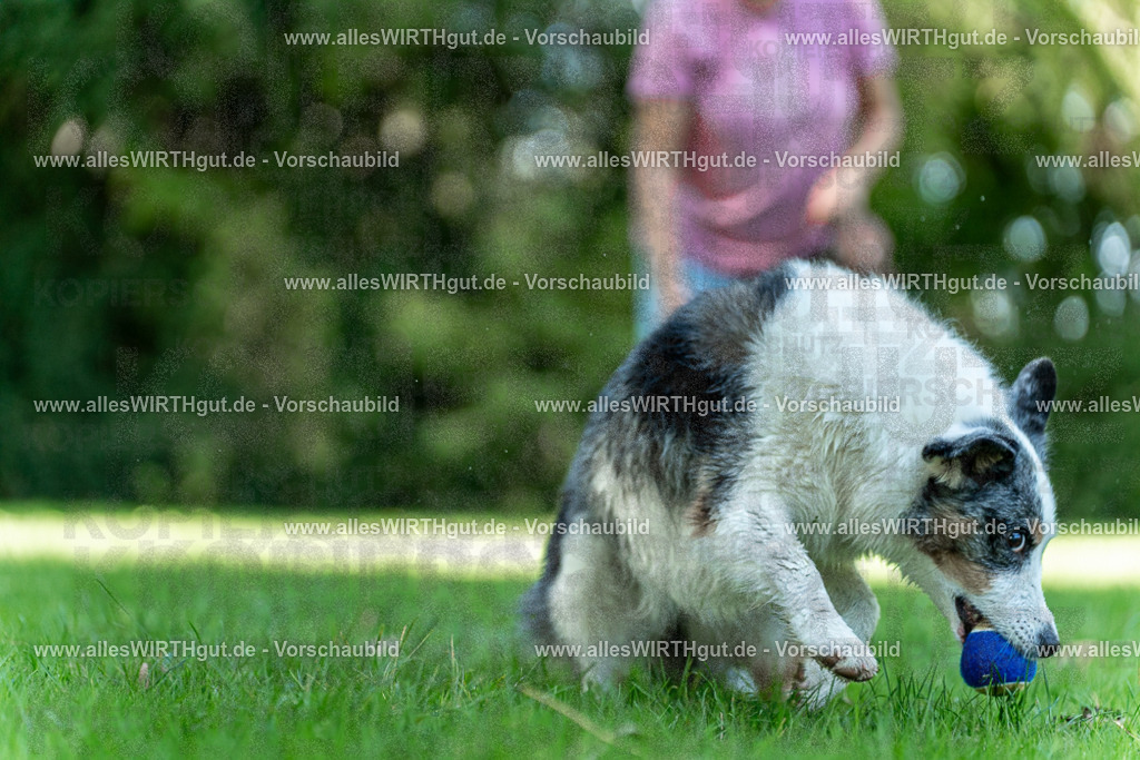 Hundeschwimmen_Volksbad_2026-allesWIRTHgut_Tierfotografie-2609061321-7R500680 | Professionelle Tierfotografie in Mönchengladbach von Daniel Wirth (allesWIRTHgut). Liebevolle & natürliche Bilder von Hunden & Katzen für unvergessliche Erinnerungen.
