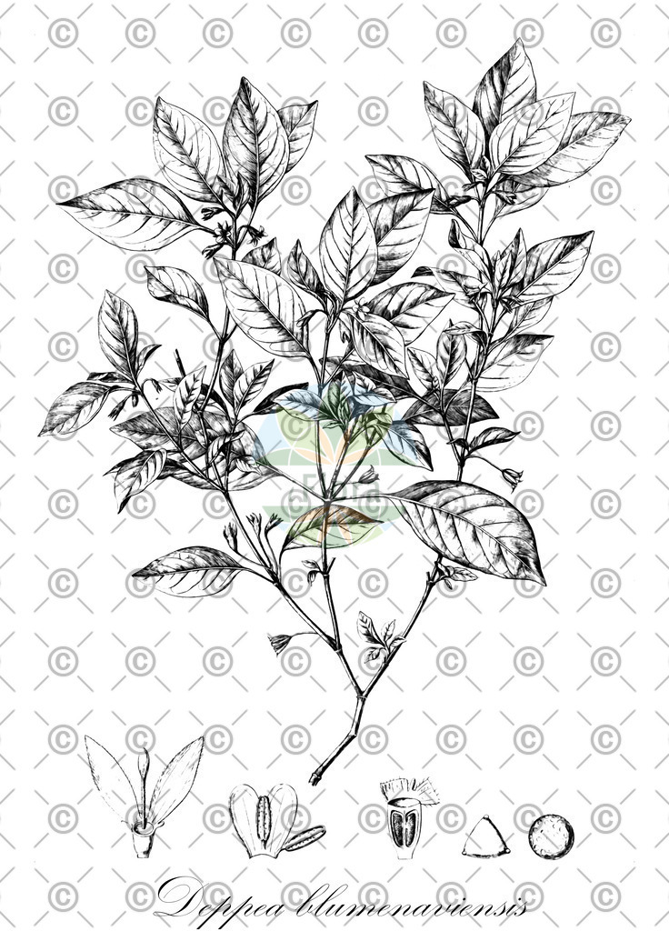 HistAbb_43CQ_1_ENZY_Simple | Historische Abbildung von Deppea blumenaviensis - Rubiaceae | Historical Illustration of Deppea blumenaviensis - Rubiaceae
