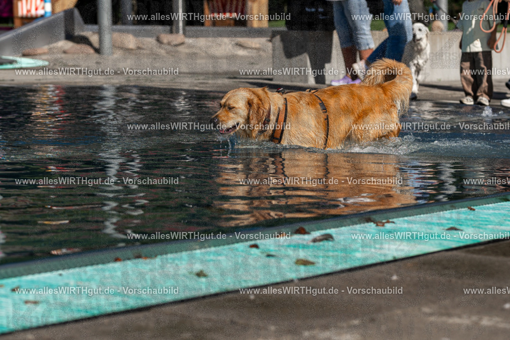 Hundeschwimmen_Volksbad_2026-allesWIRTHgut_Tierfotografie-2609061100-FAY06088 | Professionelle Tierfotografie in Mönchengladbach von Daniel Wirth (allesWIRTHgut). Liebevolle & natürliche Bilder von Hunden & Katzen für unvergessliche Erinnerungen.
