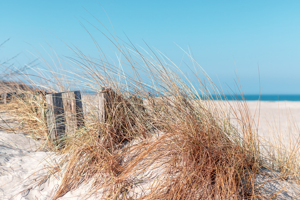 Maritime Fotokunst – Helles Wandbild Strandhafer im Wind am Strand | Filigrane Halme wiegen sich sanft im Wind und fangen das strahlende Blau eines makellosen Sommertages ein. Die feinen Linien des Strandhafers vor dem weichen Sand und dem fernen Meeresspiegel versprühen eine wunderbare Leichtigkeit. Dieses Motiv bringt die belebende Energie der Küste und ein Gefühl von grenzenloser Freiheit direkt in den Raum – ein frischer Akzent für ein Zuhause voller Licht und Klarheit.