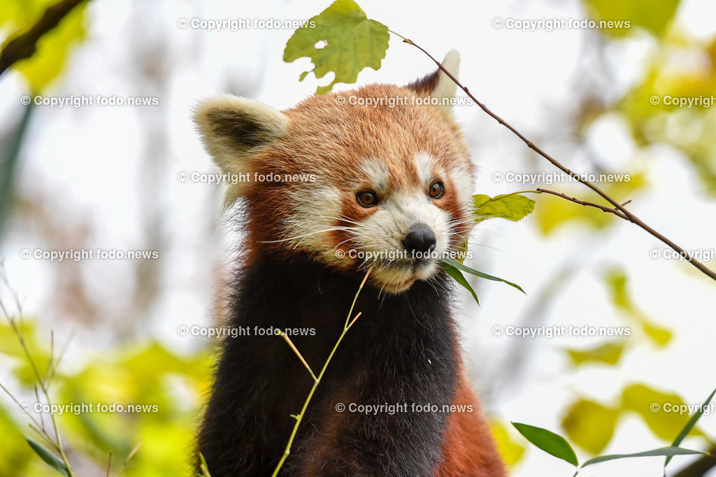 Zoo Linz_ 22.11.2022-37 | 22.11.2022, Zoo Linz, AUT, Schafe, Ziegen, roter Panda, im Bild roter Panda