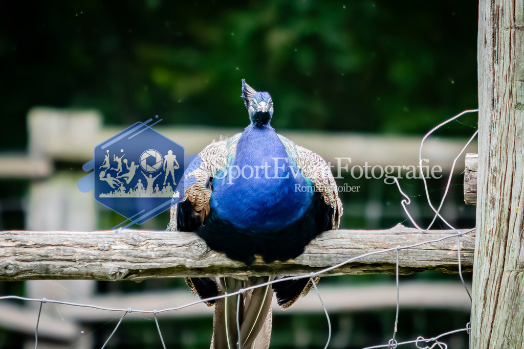 IMG_3136 | SportEventFotografie - Roman Stoiber