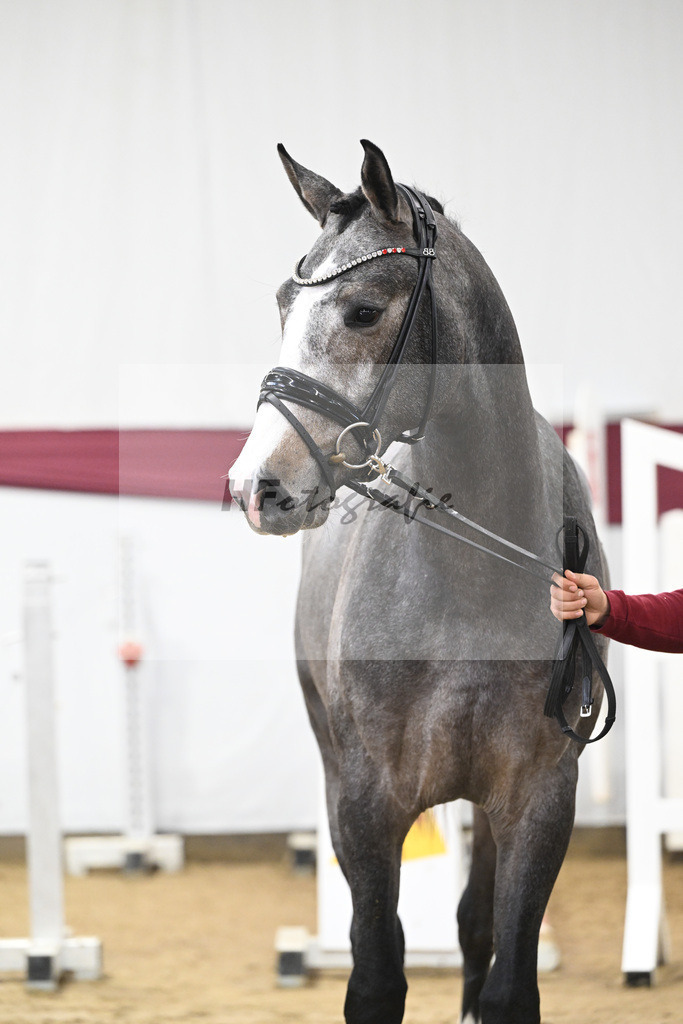 Kat-Nr. 77 Conthargos x Zirocco Blue_Mathieu Beckmann_47252704 | hf-fotografie - Realisiert mit Pictrs.com