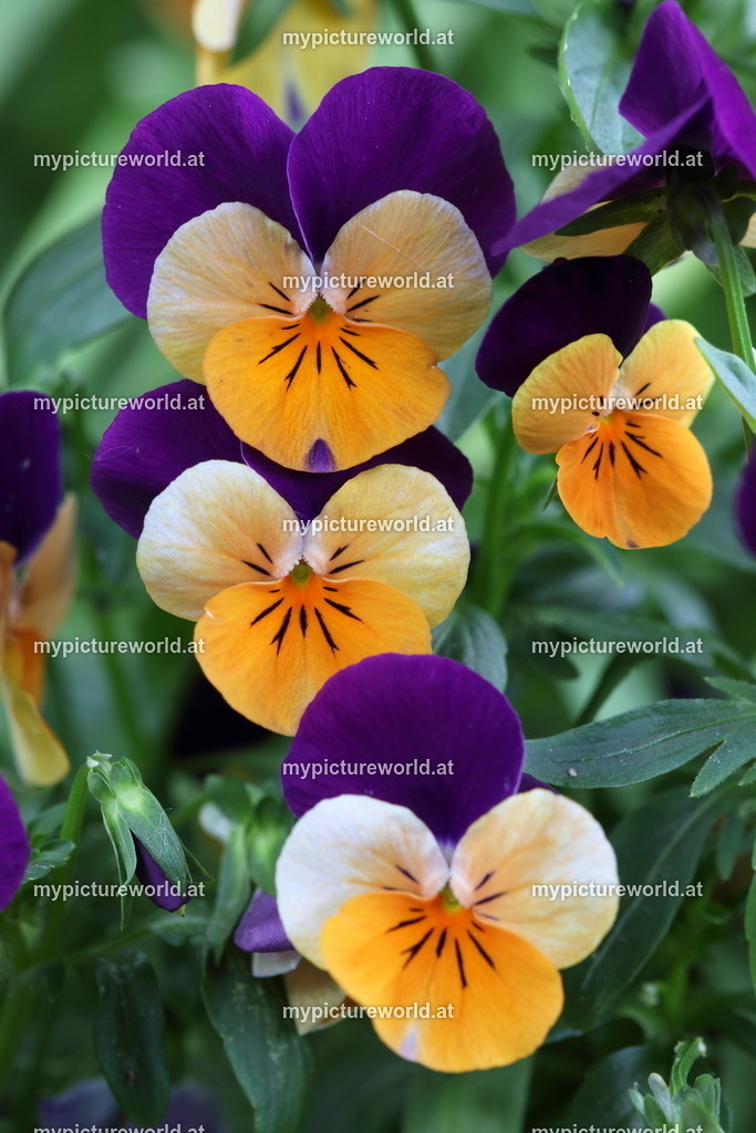 Hornveilchen-001 | Das Bilderarchiv über Tiere, Planzen und Landschaften. In der Bilddatenbank finden Sie ein große Auswahl an hochwertigen Bilder für Ihre Werbung - Realized with Pictrs.com