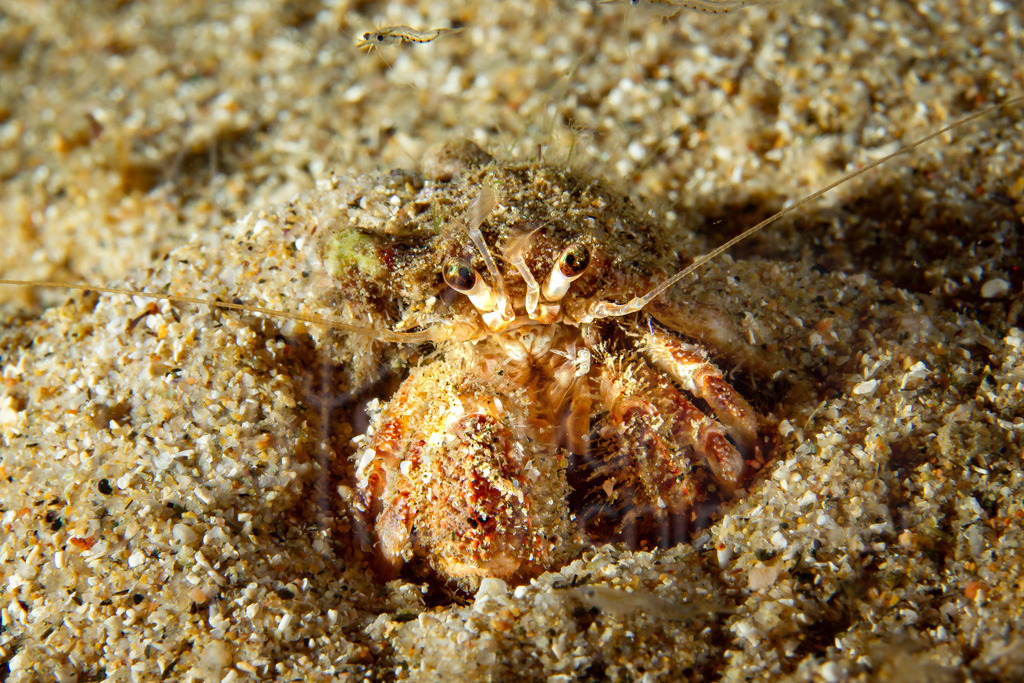 Pagurus prideauxi | Anemonen-Einsiedler / Cast: Ermitaño de hondura; Eng: Deep hermit crab; Fr: Gonfaron - Realisiert mit Pictrs.com