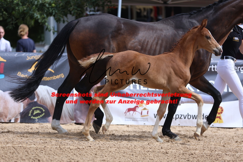 Fohlenschau_Schwäbisch_Hall_dressurbetonte_Fohlen_KN 7_7 | lmwpictures - Realisiert mit Pictrs.com