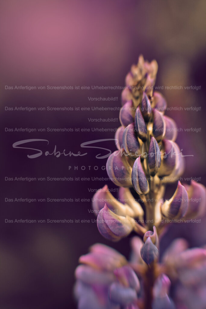 Wandbild Lupinie | People- und Tierfotografie, Imageaufnahmen, Veranstaltungsfotografie und Wandbilder aus der Natur ★ Made in Germany ✔️ Druck + Downloads ✔️ Naturfotografie in Top Qualität ★ schneller Versand, weltweite Lieferung! - Realisiert mit Pictrs.com