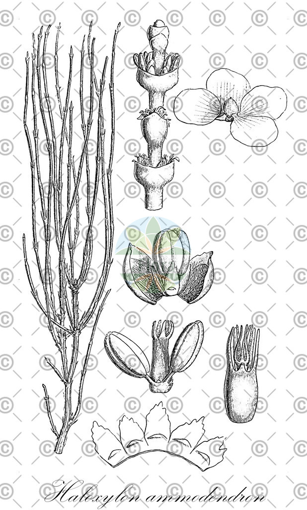 HistAbb_4T2W_2_ENZY_Simple | Historische Abbildung von Haloxylon ammodendron - Amaranthaceae | Historical Illustration of Haloxylon ammodendron - Amaranthaceae