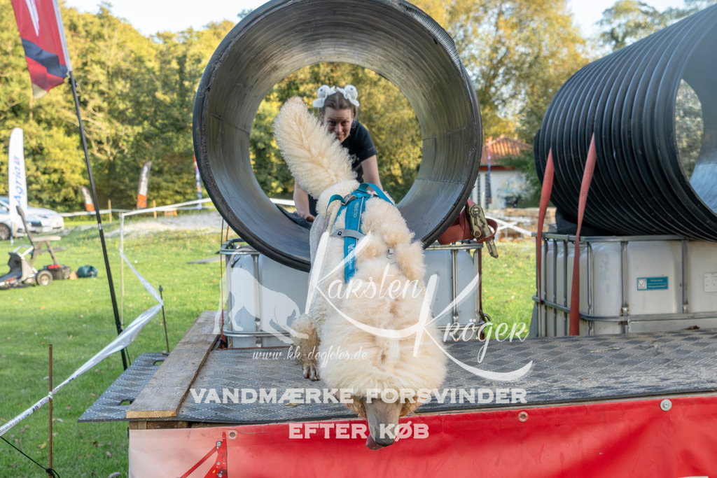 1643_ZZ98932 | kk-dogfotos