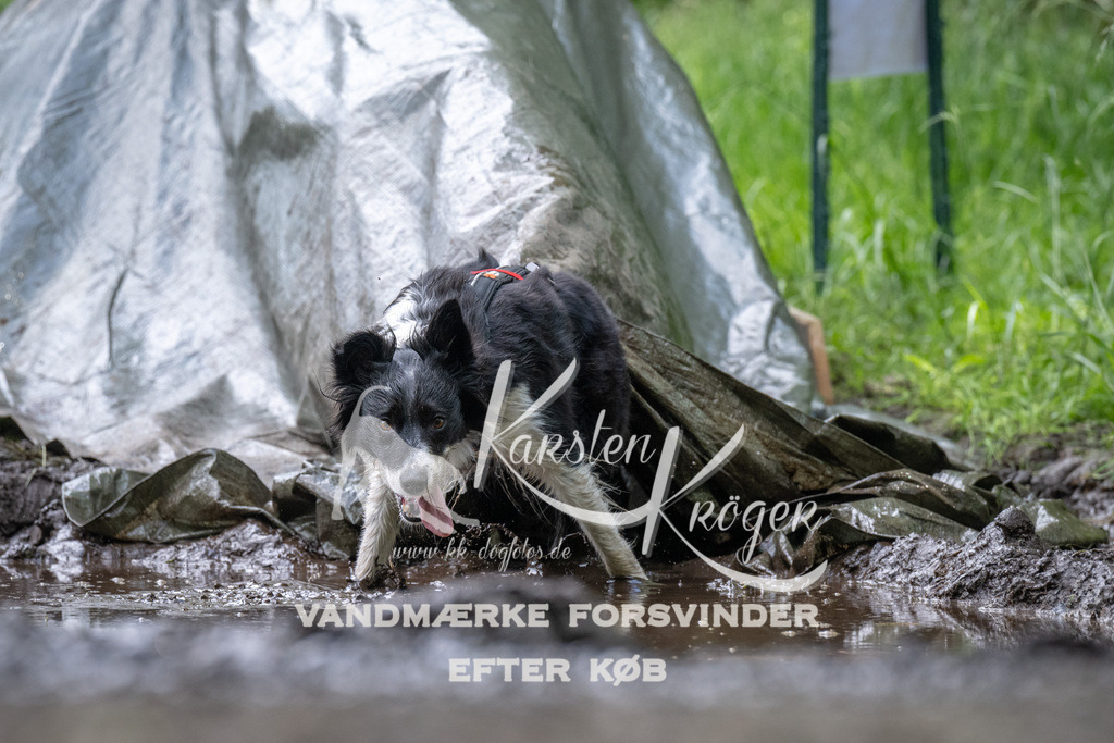 1246_ZZ93434 | kk-dogfotos